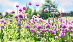 adobe express file (15)