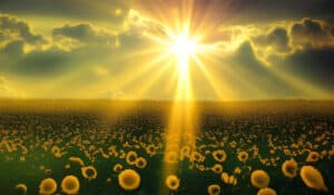 sunlight