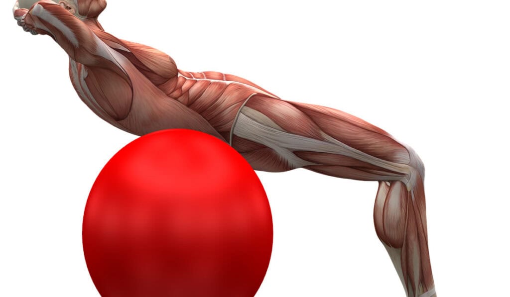 musclejoints