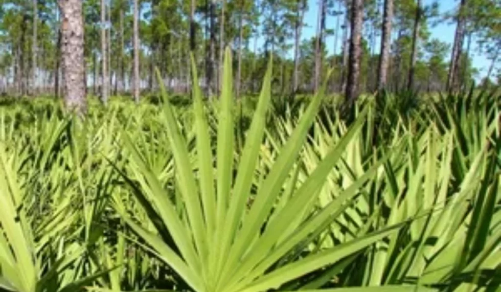 zegepalm