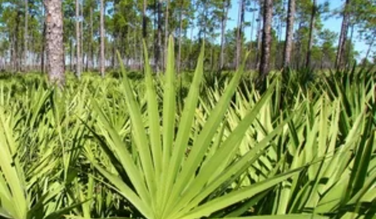 zegepalm